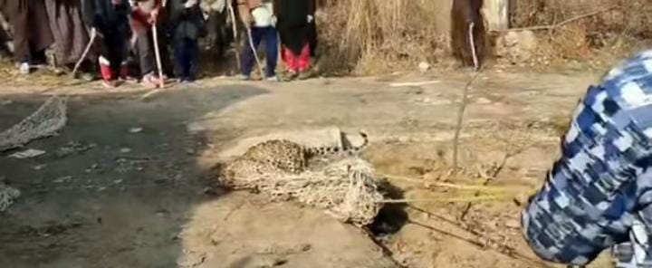 Leopard captured alive in Pulwama village
