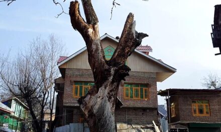 Locals plea to cut down decaying walnut tree on Tikibagh PMGSY Road at Nunnar