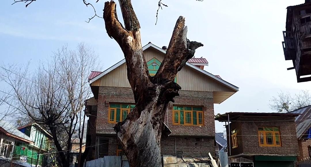 Locals plea to cut down decaying walnut tree on Tikibagh PMGSY Road at Nunnar