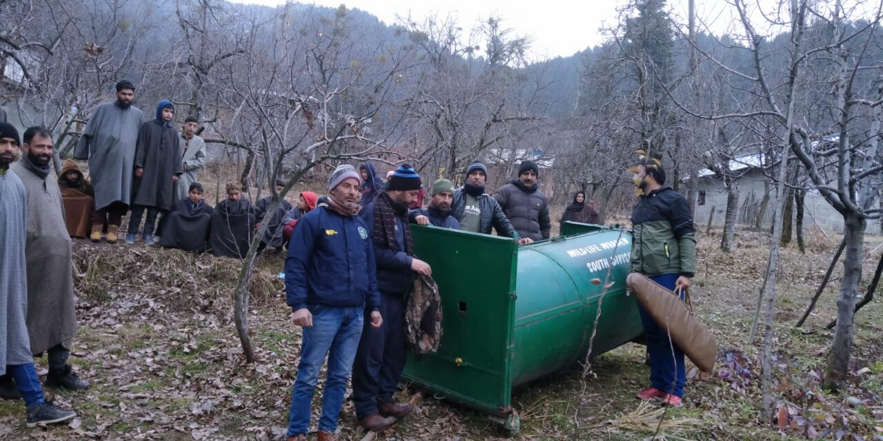 Black Bear Captured By Wildlife Department In Shangus Anantnag