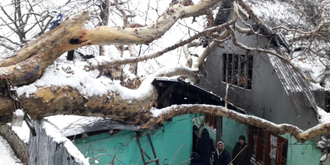 2 houses damaged after Chinar tree branch falls on them in Uri