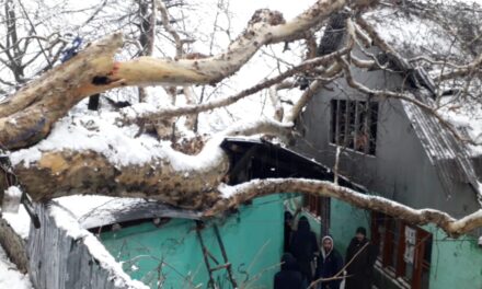 2 houses damaged after Chinar tree branch falls on them in Uri