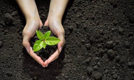 Gram Panchayats earning funds by raising Plantations;Government’s efforts to empower PRS has started paying dividends