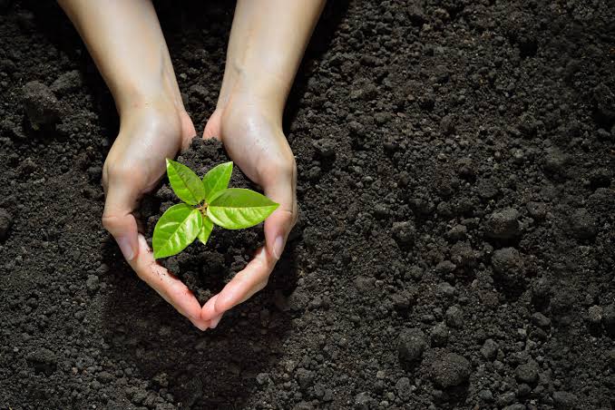 Gram Panchayats earning funds by raising Plantations;Government’s efforts to empower PRS has started paying dividends