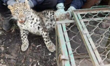 Wildlife Department Captures Semi-adult Leopard in Gopalpora Anantnag