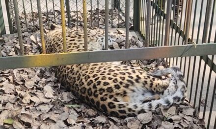 Leopard captured in Srinagar outskirts