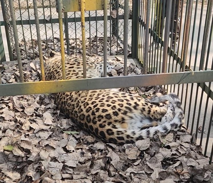 Leopard captured in Srinagar outskirts