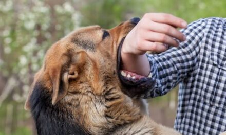232 Dog Bite Cases Reported In Leh In 2023: CMO