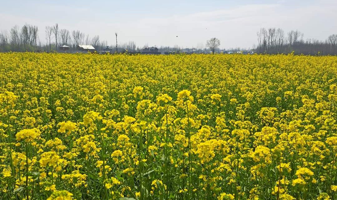 Farmers expect better income as mustard fields in full bloom