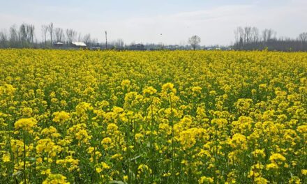 Farmers expect better income as mustard fields in full bloom
