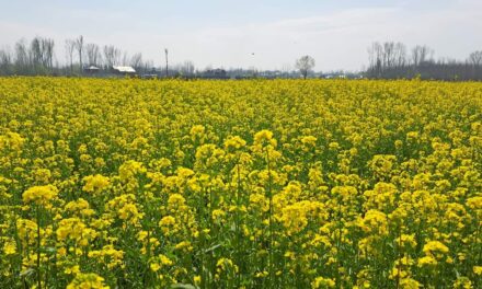 Farmers expect better income as mustard fields in full bloom