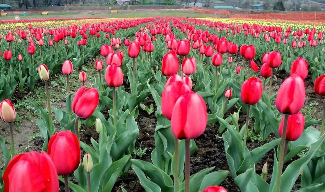 Tulip Garden to be thrown open for public on March 19