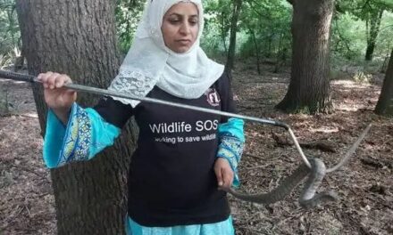 Alia Mir, first woman wildlife rescuer in J-K, honoured with Wildlife Conservation Award