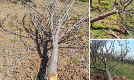 Miscreants chopped hundreds fruit-bearing apple trees in Bijbehara orchards
