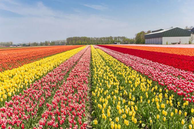 Only one-way traffic allowed to Tulip Garden till March 26
