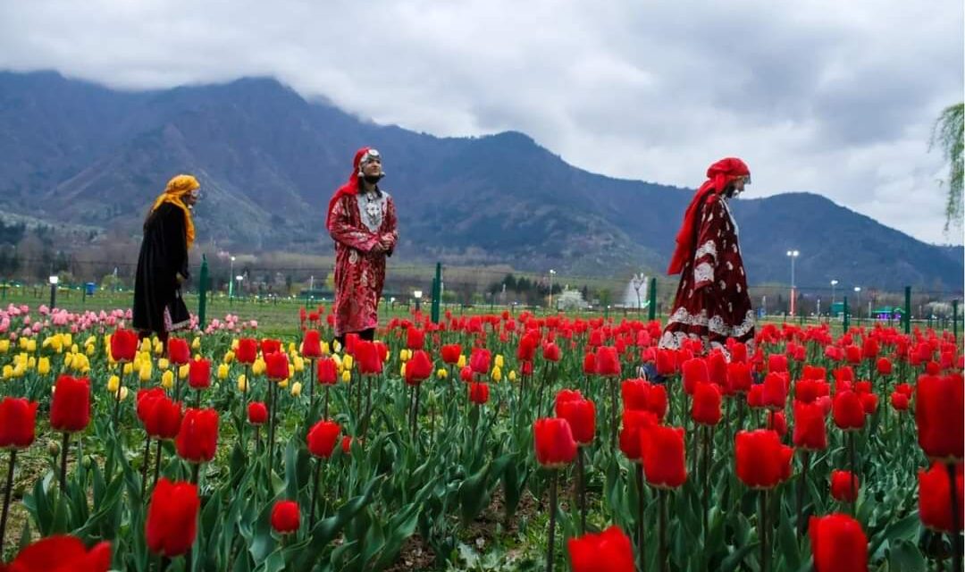 Srinagar’s Tulip Garden Enthrals More Than 1 Lakh Visitors Within 10 Days Of Opening