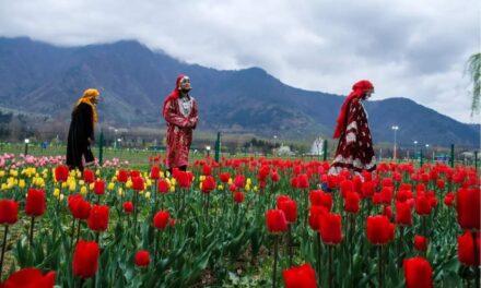 Srinagar’s Tulip Garden Enthrals More Than 1 Lakh Visitors Within 10 Days Of Opening
