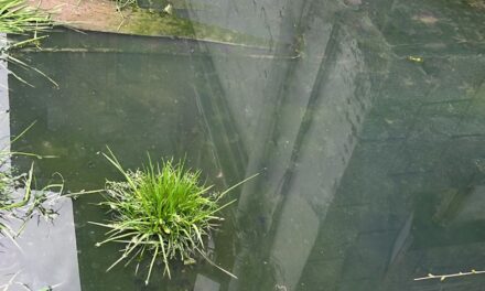 Filthy Water From Clogged Drainage Enters Houses In Umar Colony Lal Bazar