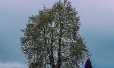 Wild Tulips in Pampore Karewas become popular;Locals, tourists throng saffron town