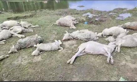 70 sheep killed, 80 missing in drowning incident in Bandipora