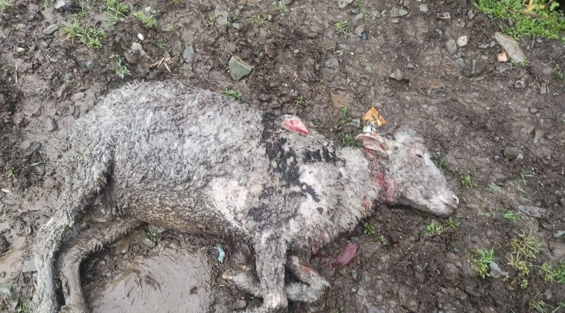 Stray dogs kill 05 sheep In Gund Ganderbal