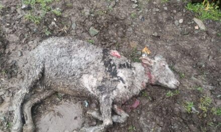 Stray dogs kill 05 sheep In Gund Ganderbal