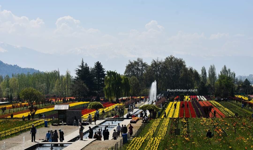 Tulip Garden Sustains Rare 33 Day-Stint This Year, Pulls Highest Ever Number of Visitors