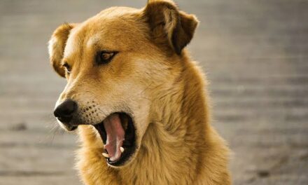 Four injured after attacked by stray dogs in Anantnag