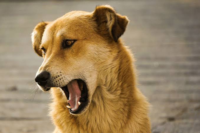 Four injured after attacked by stray dogs in Anantnag