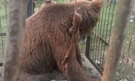 Brown female Bear Captured Alive in Handwara’s Budsungi Rajwar”