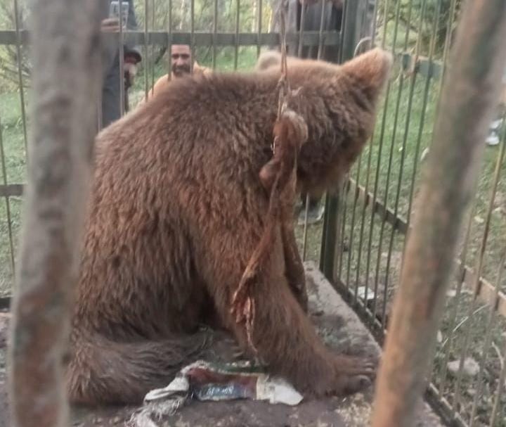 Brown female Bear Captured Alive in Handwara’s Budsungi Rajwar”