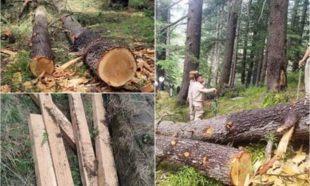 Police seize timber worth lakhs step up action against felling of cedar trees in Jammu forest