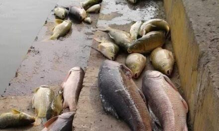 Thousands of fish found dead in Dal Lake.