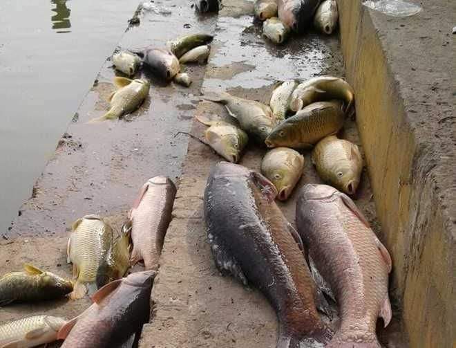 Thousands of fish found dead in Dal Lake.