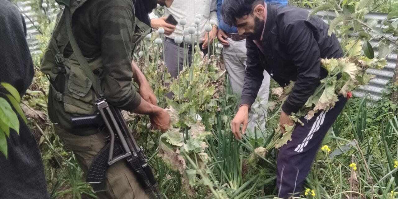 Police destroy poppy cultivation and registered FIR against land owner in Ganderbal
