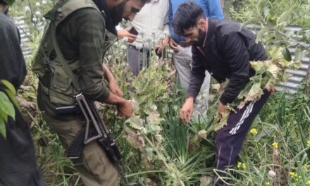 Police destroy poppy cultivation and registered FIR against land owner in Ganderbal