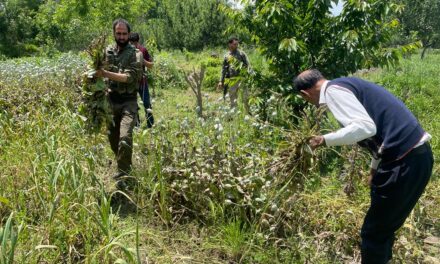 Police destroys poppy cultivation and registered another FIR against owner in Ganderbal