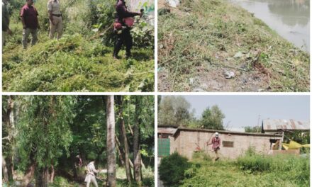 Police carries Wild Cannabis destruction drive in Ganderbal