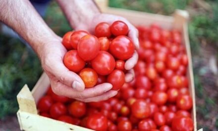 Tomato Prices May Touch Rs 300 Per Kg In Coming Days, Say Wholesale Traders