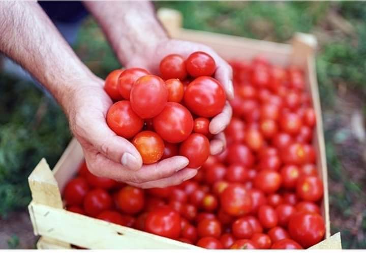 Tomato Prices May Touch Rs 300 Per Kg In Coming Days, Say Wholesale Traders