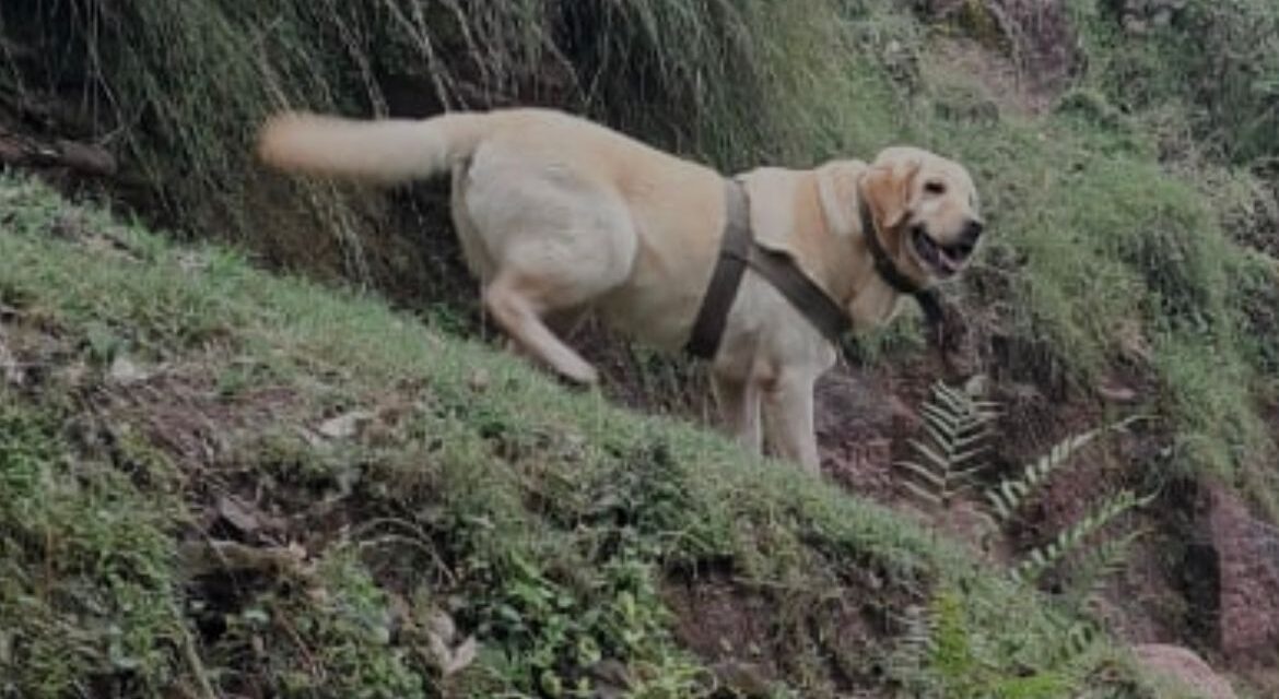 ‘Indian army dog killed, saves its handler in Rajouri’