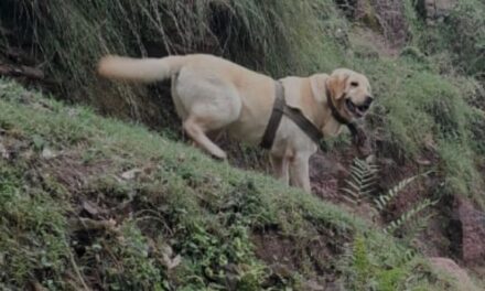 ‘Indian army dog killed, saves its handler in Rajouri’