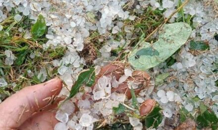 Late at night, hailstorm damaged crops in Shopian, leaving locals in distress
