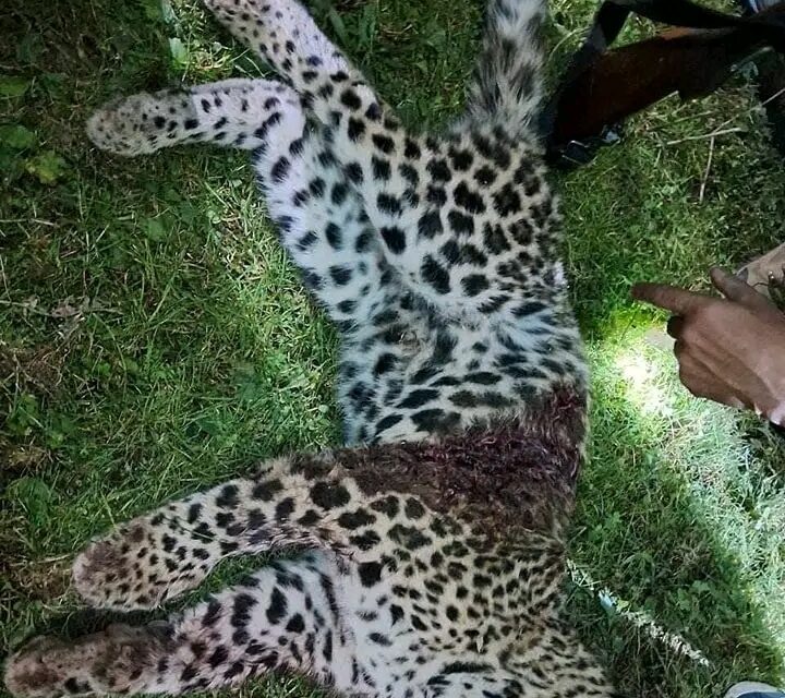 ‘Man-eater’ Leopard Killed in Handwara Village