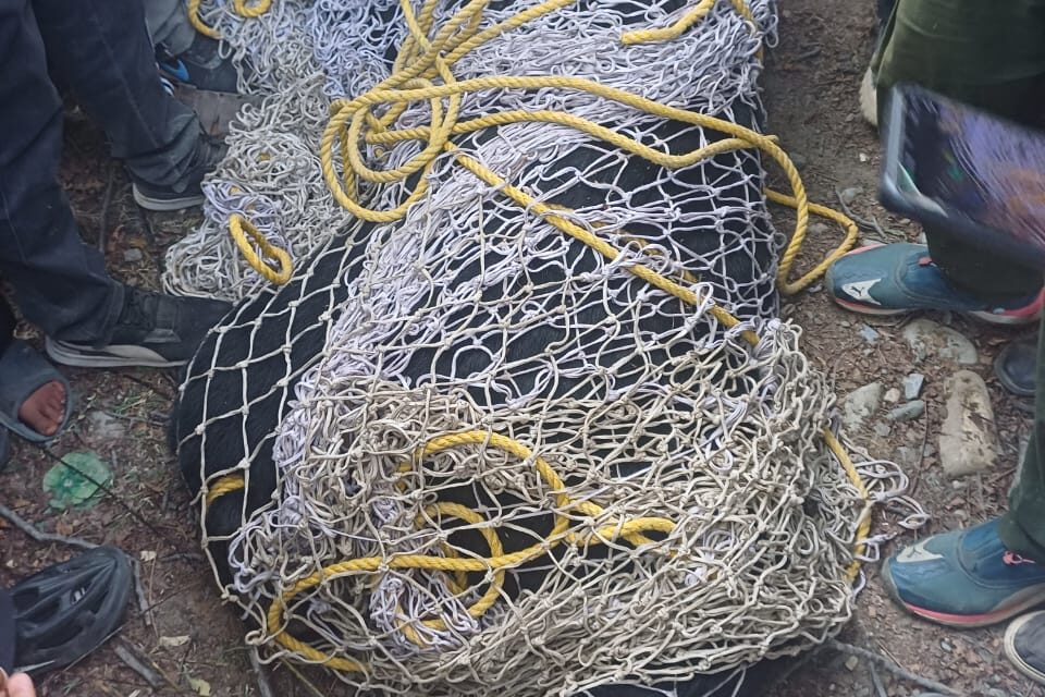 Bear captured alive in Anantnag