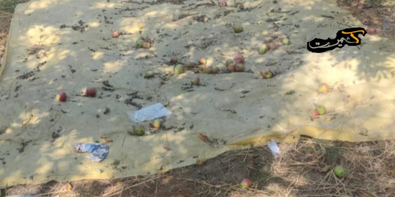 Thieves steal over 450 Apple boxes in Shopian