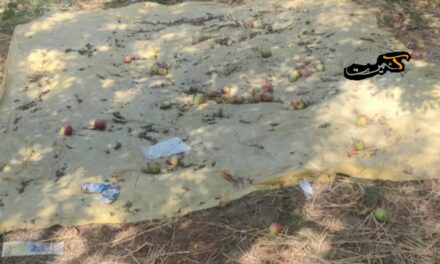 Thieves steal over 450 Apple boxes in Shopian