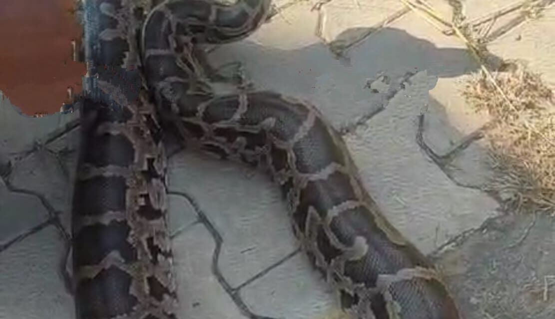 9-foot python captured at Central University in Samba