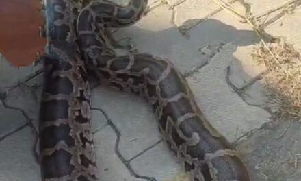 9-foot python captured at Central University in Samba