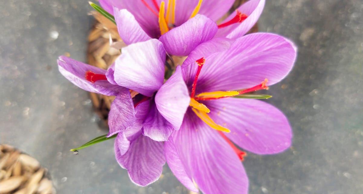 Saffron triumph: Kulgam agri expert cultivates ‘Red Gold’ on his two-story house, sans soil;Reshi had earlier cultivated premium rice variety Muskh Budj at his house